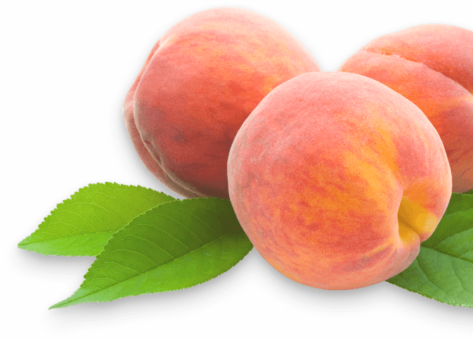 UKRAVIT: CRM for agro business company, Syndicode