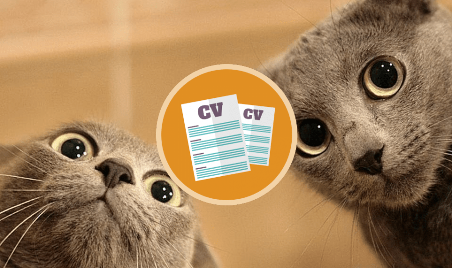 Ideal CV for the junior developer Ideal CV for the junior developer. Syndicode